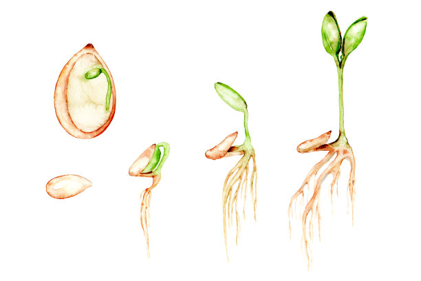植物芽的水彩画。发育和生长的方式，以及在种子和胚胎中的位置。教育的例子。图片下载