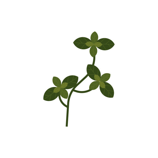 矢量平罗勒草药枝与叶图片下载