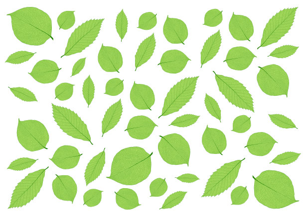 骨叶内衬设计在白色的背景图片下载