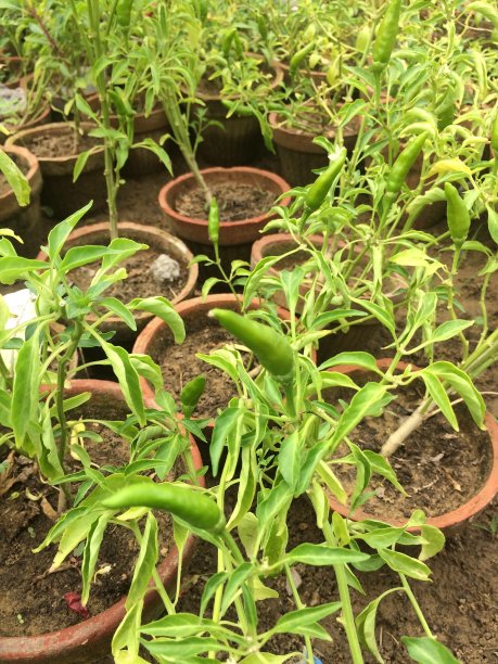 漂亮的绿色辣椒图片下载