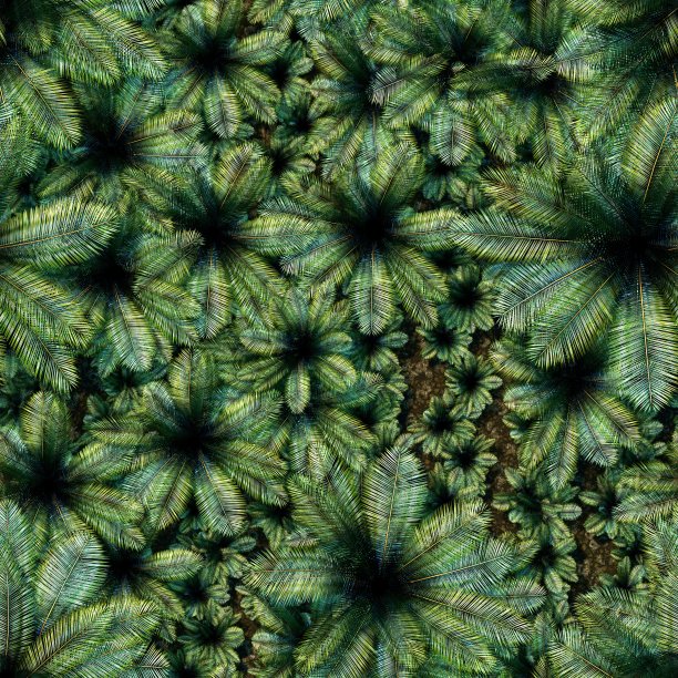 无缝循环模式的丛林与不同大小的棕榈树图片下载