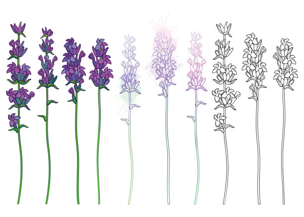 矢量集与轮廓薰衣草花束，芽和叶在黑色和淡紫色孤立在白色背景。图片下载