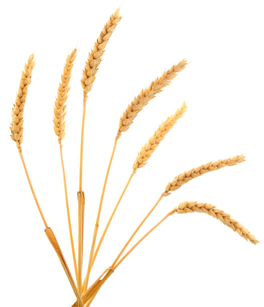 一串成熟的麦穗。图片下载
