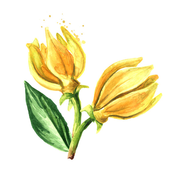 依兰，依兰黄色的花和绿色的叶子。衣兰odroata。水彩手绘插图孤立的白色背景图片下载