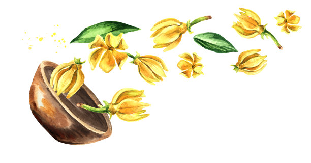 碗与依兰依兰黄花。衣兰odroata。水彩手绘插图孤立的白色背景图片下载