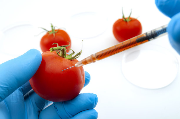 转基因食品或转基因食品，农产品的遗传改良和dna操纵的概念构想，医生用注射器注射药物的实验室背景图片下载