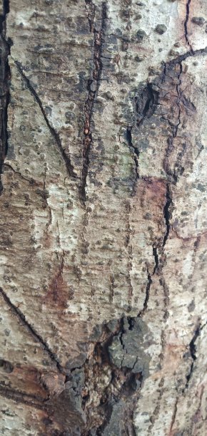 树干纹理:树的纹理背景图片下载