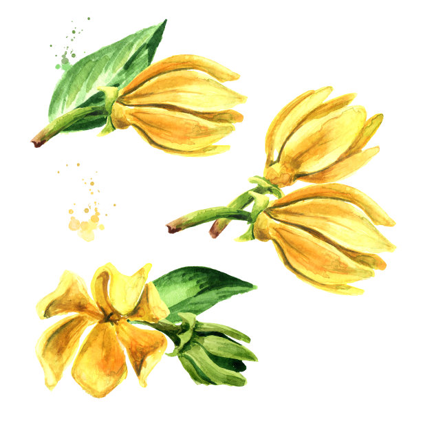 依兰黄花集。衣兰odroata。水彩手绘插图孤立的白色背景图片下载