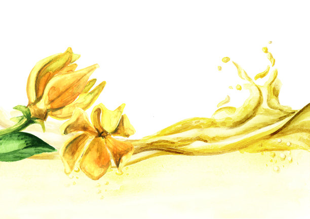 依兰黄花或卡南加精油波。水彩手绘插图孤立的白色背景图片下载