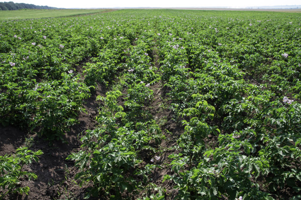 在成熟期间种植绿色的土豆。农村地区的工业企业。股票的背景,照片。图片下载