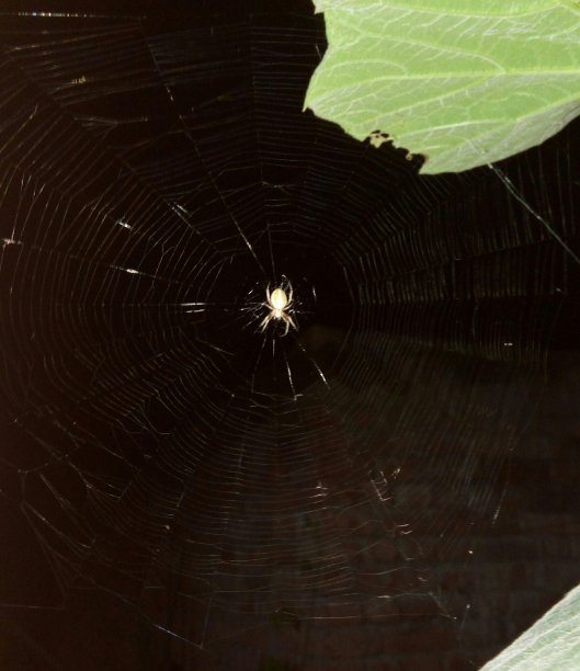蜘蛛杀手在他致命的网陷阱中等待着。图片下载