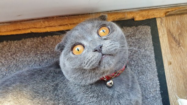 可爱的苏格兰折叠小猫，红领向上看图片下载