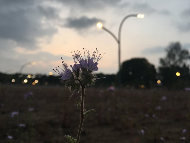 秋季在俄罗斯莫斯科举办的VDNH国民经济成就展。图片下载