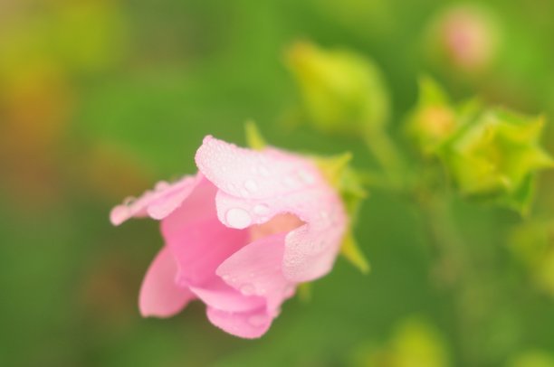 娇嫩的粉红色花蕾雨后开放图片下载