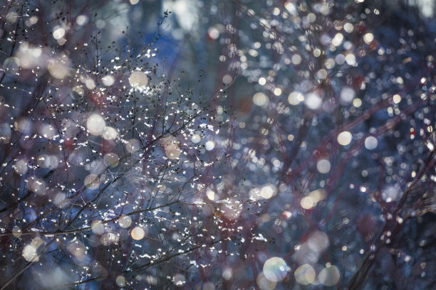 散焦美丽多彩的艺术背景-没有树叶的树枝上覆盖着冰在一个阳光明媚的冬天的照片。背景图片下载