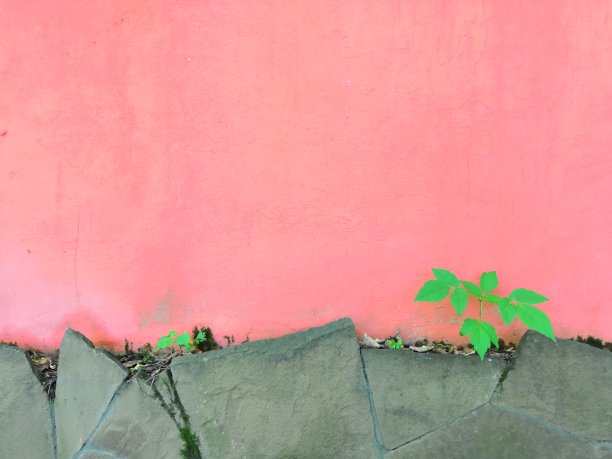 粉红色的混凝土上铺着灰色的水泥砖，背景是绿色的植物图片下载