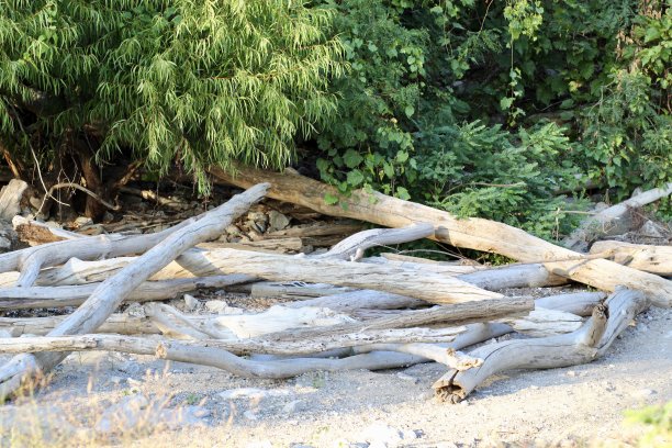 河岸上一棵树旁成堆的浮木图片下载
