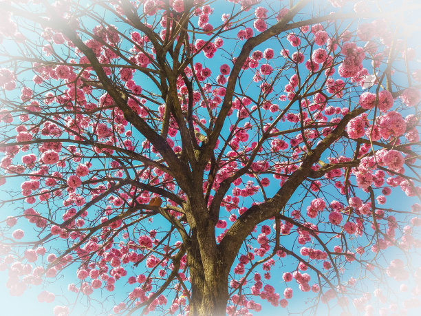 巴西本土花图片下载