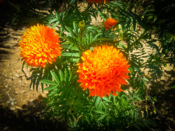 巴西本土花图片下载