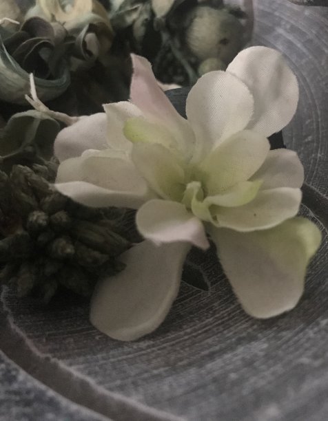 白色的花图片下载