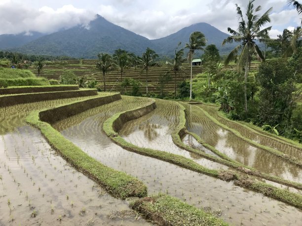 水稻梯田线条图片下载