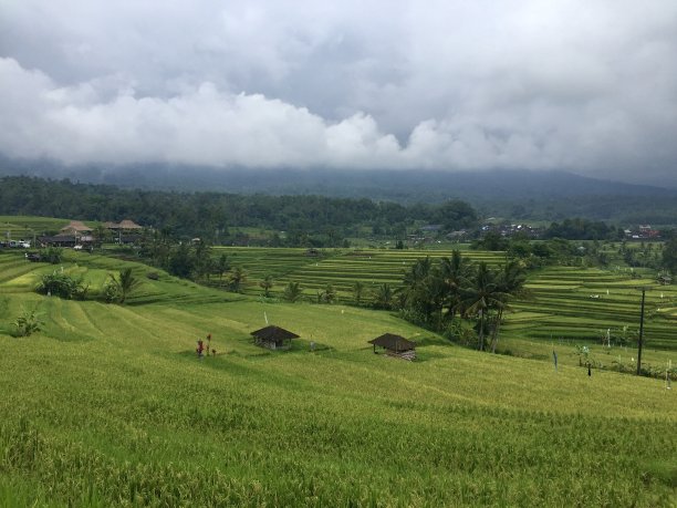 绿色的地毯图片下载