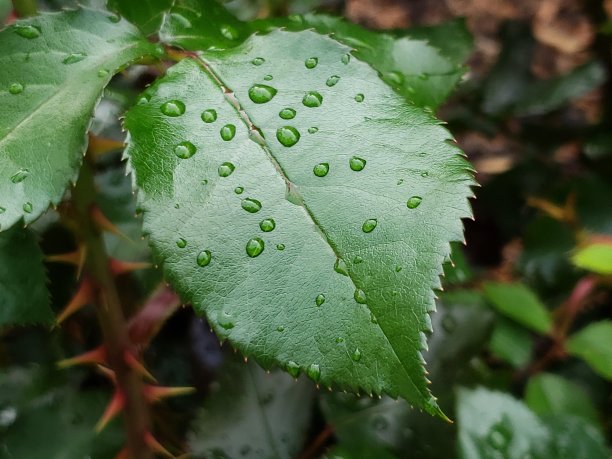 绿色的玫瑰叶子和雨滴图片下载