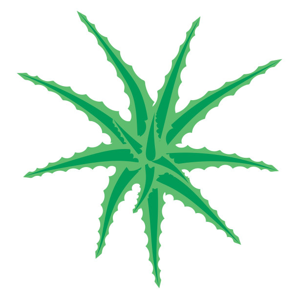 芦荟灌木，肉质植物，花孤立在白色背景上。芦荟丛俯视图。矢量插图。图片下载