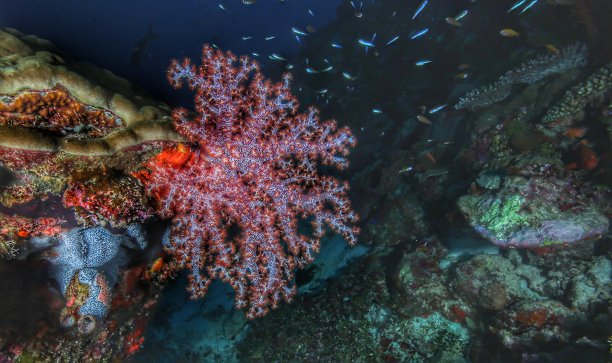 凡卡蒂拉的软珊瑚图片下载