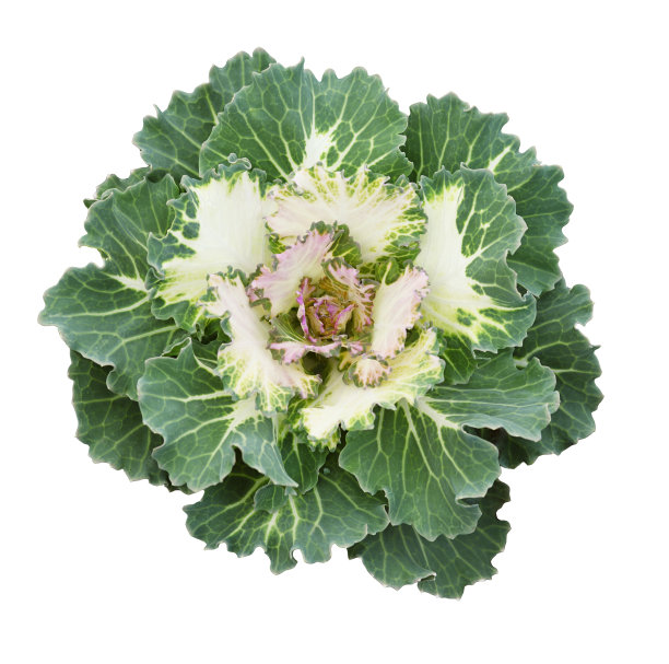 绿色观赏羽衣甘蓝图片下载