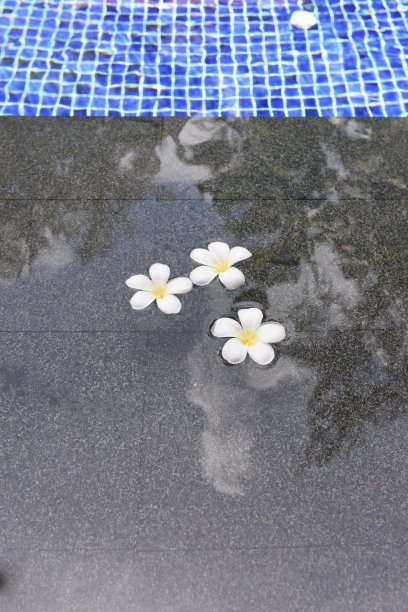 三个鸡蛋花头图片下载