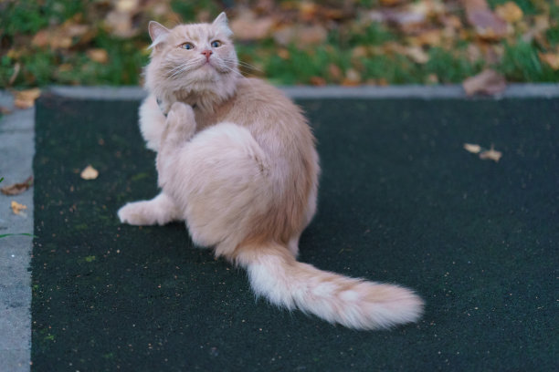无家可归的猫瘙痒图片下载