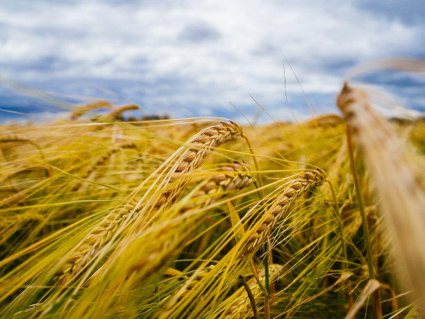 麦田里的麦穗。灰色的天空笼罩着小麦图片下载