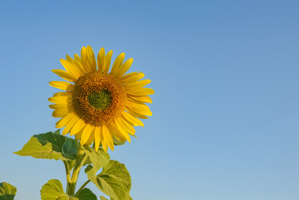 明亮的黄色向日葵照亮太阳。模型模板。为你的文本复制空间图片下载
