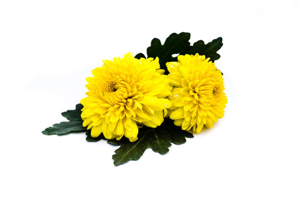 黄菊孤立在白色背景上，剪下图片下载