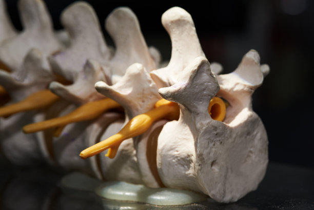 人体腰椎模型图片下载