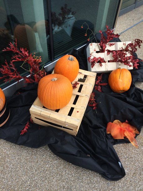 秋收南瓜装饰。秋天的颜色。装饰南瓜作为秋天的象征。图片下载