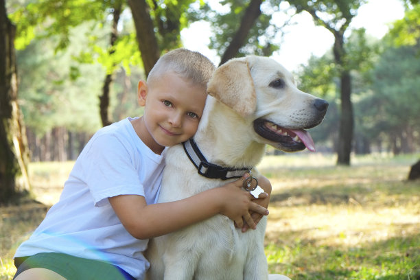 年轻的bouy在短裤和蓝色t恤有乐趣与拉布拉多在森林草地。图片下载