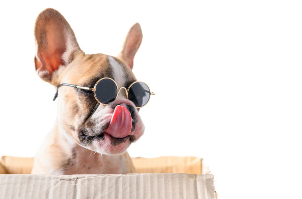 可爱的法国牛头犬饿坐在纸盒里图片下载