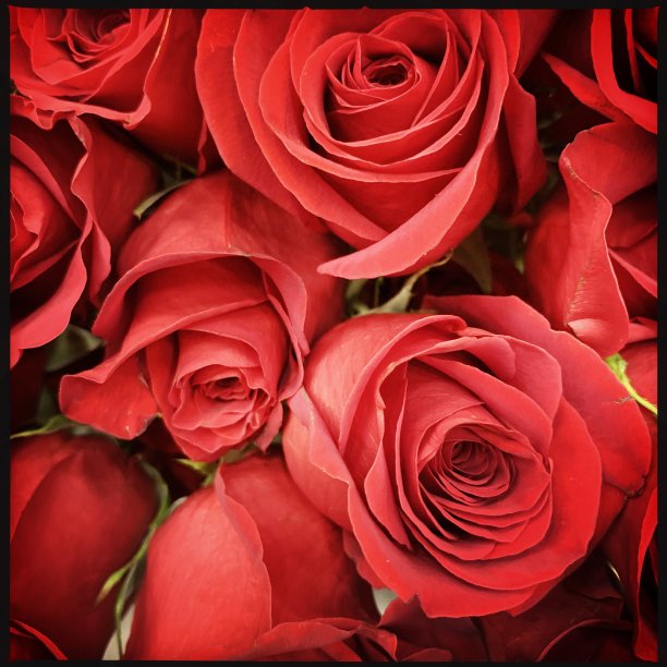 红玫瑰花束图片下载
