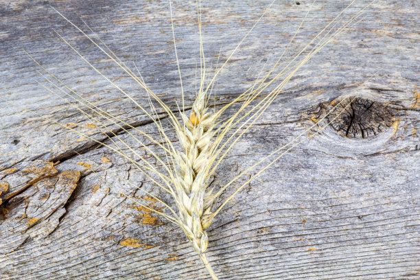 木质背景上的小麦茎图片下载