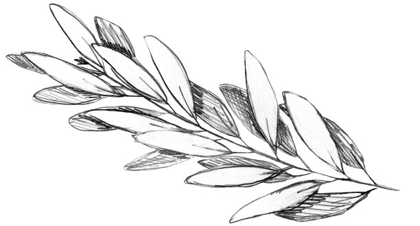 定制橄榄枝与铅笔框架或花环手绘。为文本留出空白。简单甜美的灰度设计用于明信片，保存日期卡，婚礼或生日请柬，社交媒体或博客帖子。图片下载