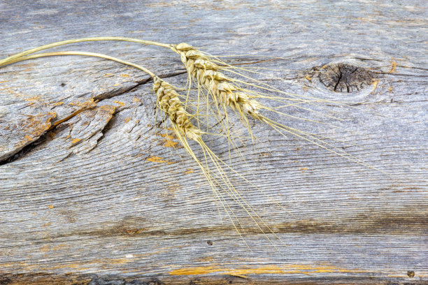 木质背景上的小麦茎图片下载