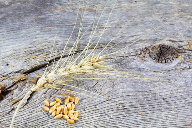 木材背景上的小麦茎和种子图片下载