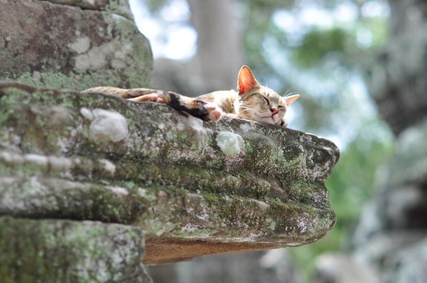 睡觉的猫图片下载