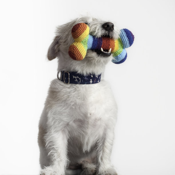 一只漂亮的杰克罗素梗狗，嘴里叼着一块五颜六色的骨头。图片下载