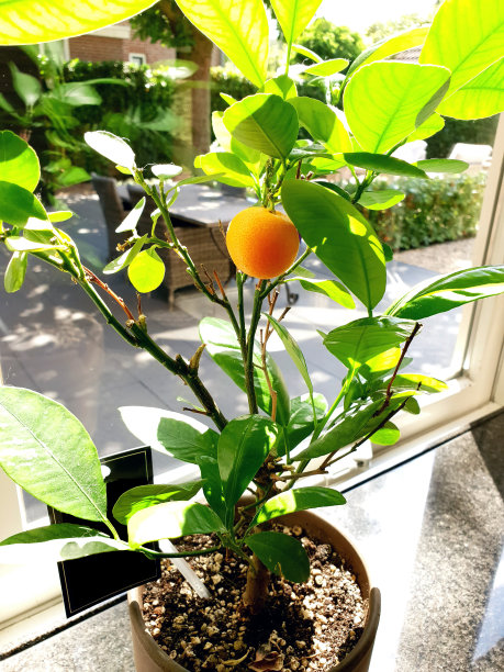 盆栽橙植物在一个家的窗口，健康的水果图片下载