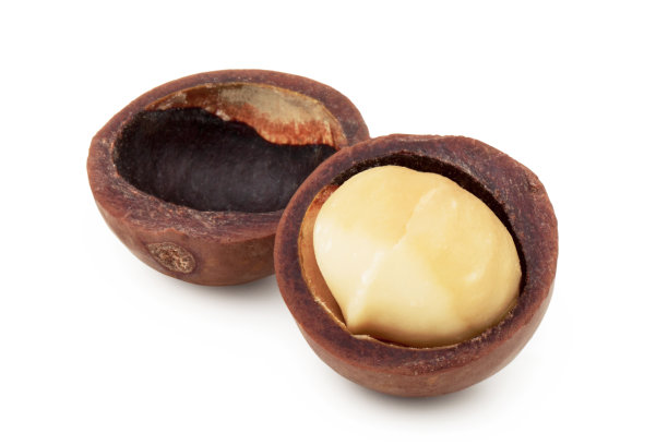 澳洲坚果孤立在白色背景图片下载