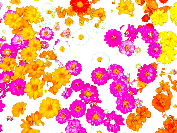 百日花的各种观赏图片下载