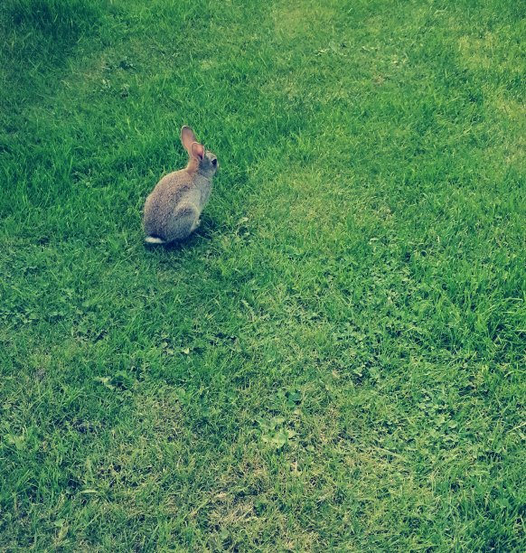 仙境的兔子图片下载